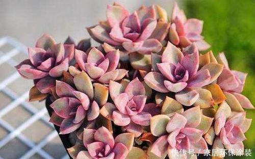 多肉植物|老花农都喜欢的容易爆头多肉,轻轻松松长满盆,适合新手!