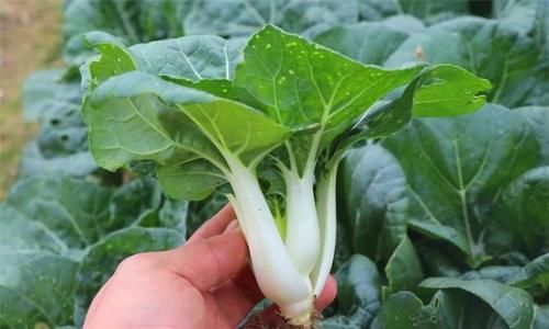 延缓衰老|中年人推荐多吃三种食物，美容养生、延缓衰老，好吃并不贵！