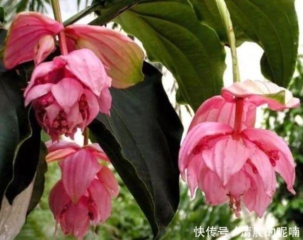 4种花高贵优雅,开花又大又艳,比牡丹美,比绿萝好养!