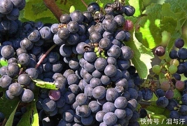 安神助眠|失眠的人有“救”了,这几样食物坚持吃,助你赶走失眠睡得香