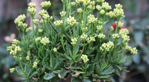 羊粪|养花盆土板结了?别急,加点“松土剂”,不用换盆,照样疏松肥沃