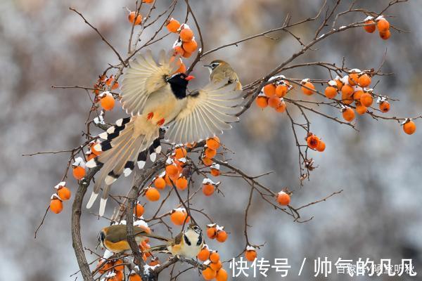 七律@律诗/七律《鸿鹊》