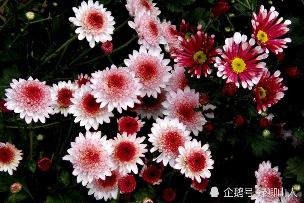 紫菊|紫菊宜新寿，丹萸辟旧邪——菊花