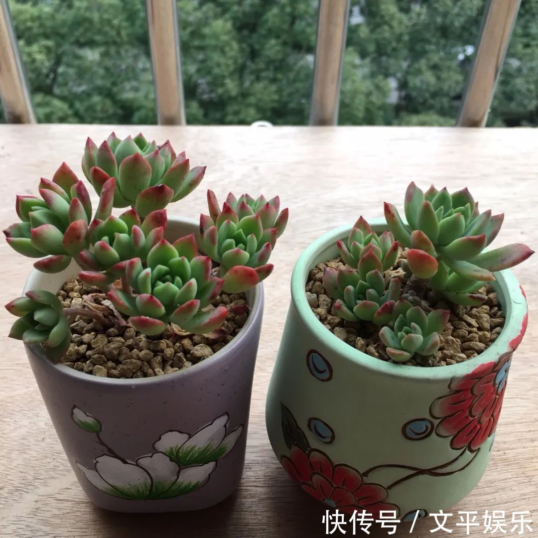 一组逆袭成功的多肉给它时间,它就会给你好看!