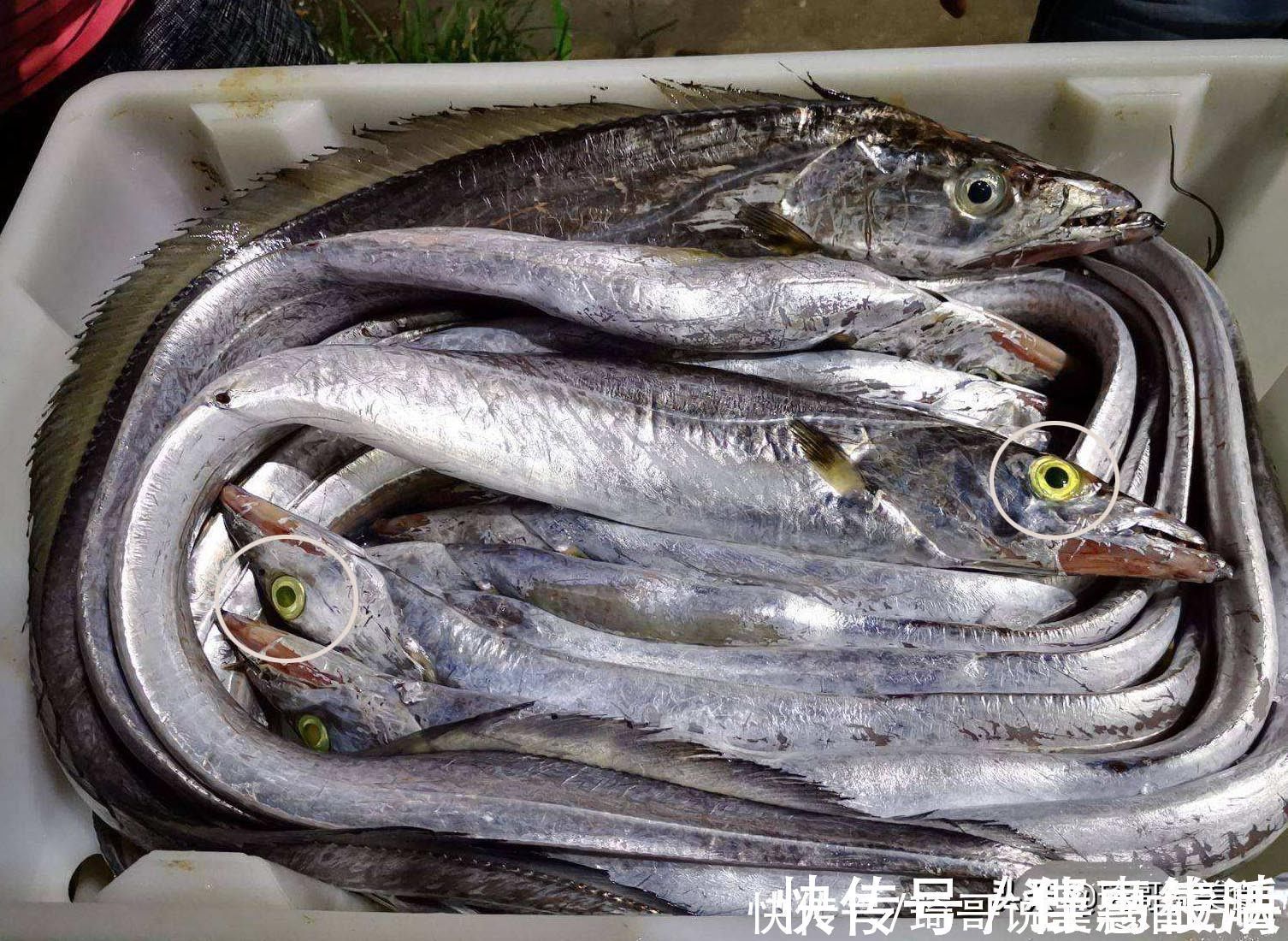 黑眼睛|买带鱼,黑眼睛和黄眼睛哪种好吃?老渔民教3招,带鱼新鲜味道正