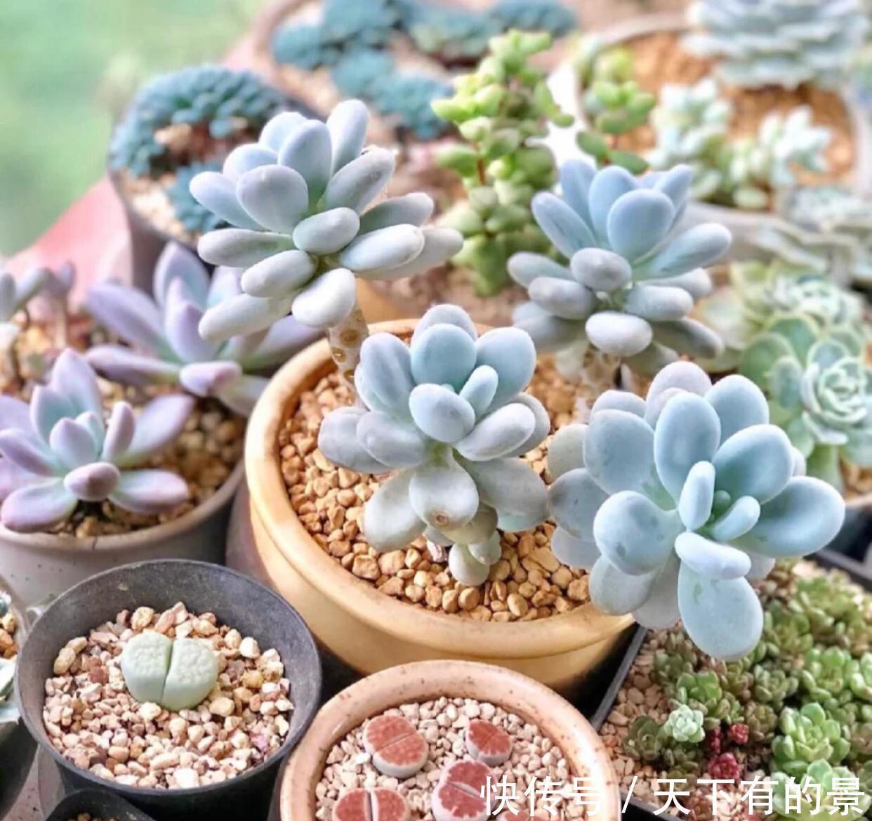 秋季养多肉白美人，满足4点，株型小巧叶片肥美，状态好极了