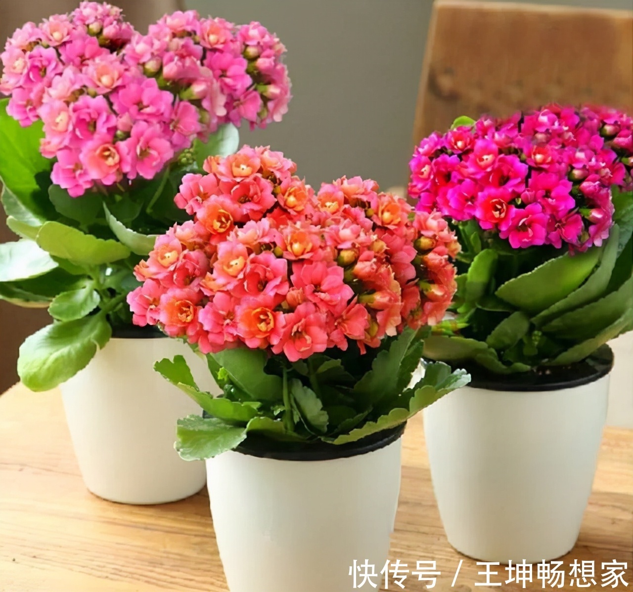 净化|10种健康花,适合养客厅,吉祥有品味,关键个个都是净化高手