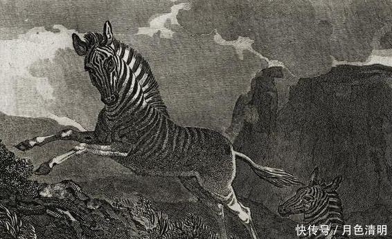 蓝色鸽子、巨鹿、斑驴,人类灭绝的9种美丽的国宝级动物