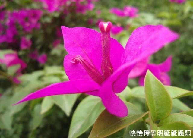 仙客来|栀子花茉莉花最爱“酸水”，半个月来一次，疯狂开花也没黄叶