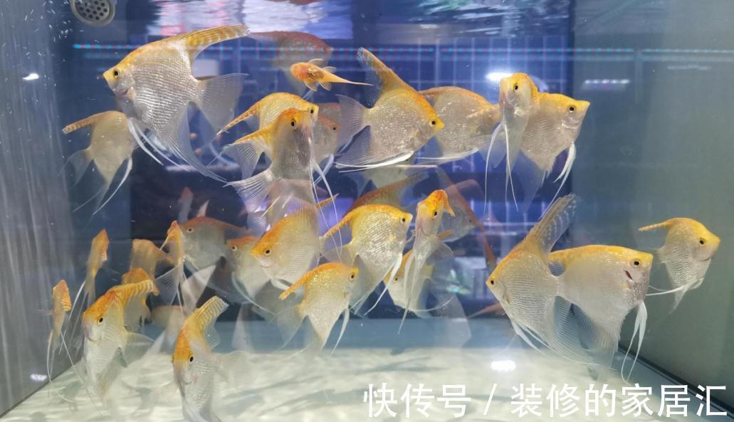 冬天的萝卜是个宝!教你个新做法,爽脆鲜嫩,全家老少都爱吃!