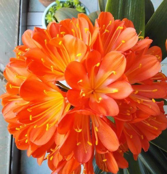 几款花卉,花量大花期长,阳台种一盆,一年阳台全是花