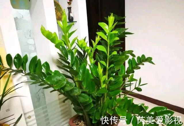 金钱树有“3怕2不喜”，难怪越养越稀疏，从不长新芽