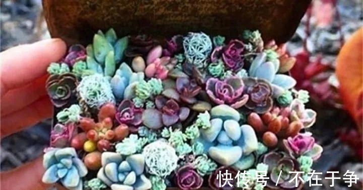 白美人|“拇指大”的花盆，被她塞了几十棵多肉，养一年都不是事！