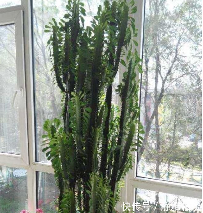 米兰花|土豪都养3种花,四季常青,镇宅又旺财,生长健壮,旺盛粗壮