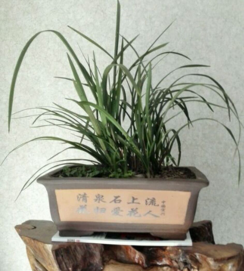 种植兰花用浅盆好还是用深盆好十年兰花老农给出了答案