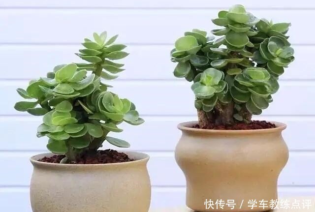 多肉品种多要会“挑”!这5种不能错过,旺福旺运家人也能受益!