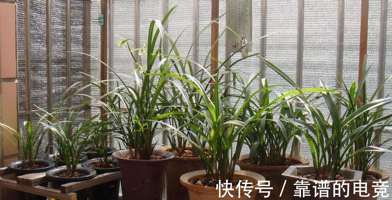 种兰花不做这3个步骤，养上3年还是白搭，赶紧改变，春节看花
