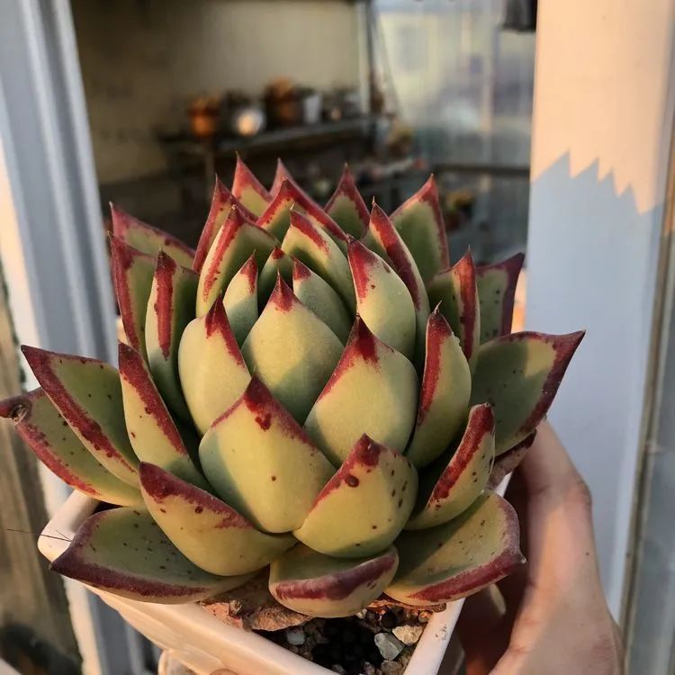 白月影|多肉小白三年励志对比养自己的花,爱自己的宇宙!