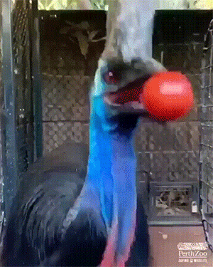 |搞笑GIF:小姐姐,你该减减肥了吧