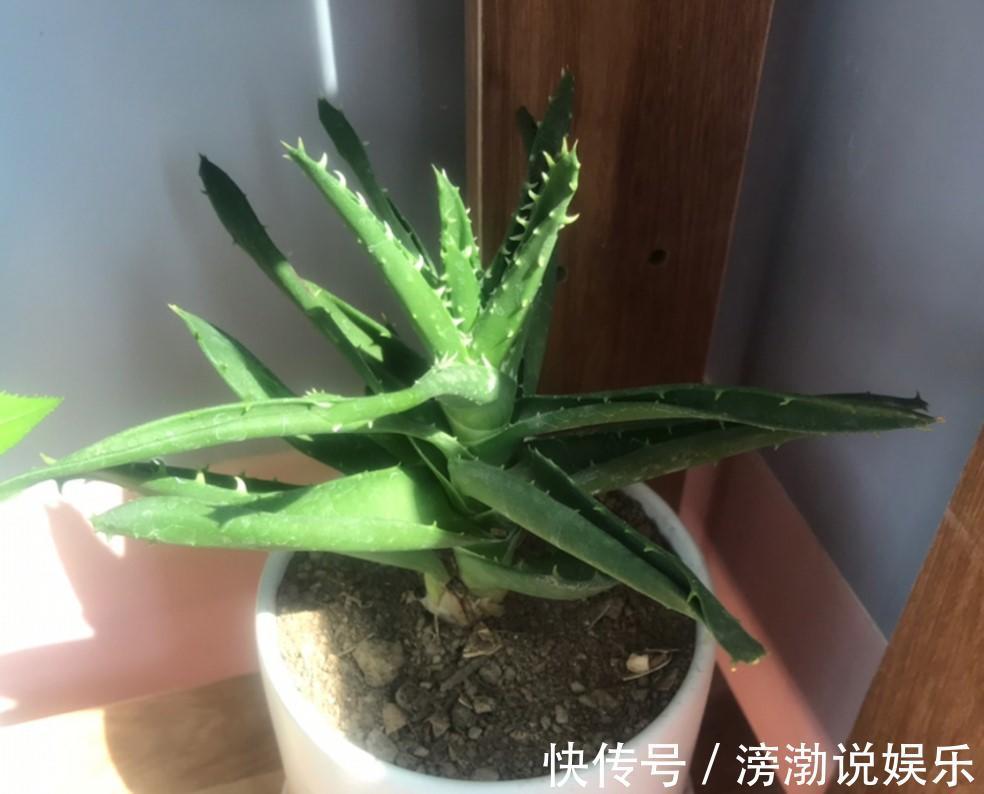 芦荟|家中的芦荟出现卷叶,对症下药,叶子才会“膨胀”起来!