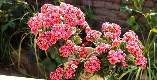 4月长寿花开败后,满足一个条件,憋出满盆花