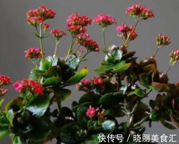 生长肥|长寿花开花期间要施肥吗,施什么肥好