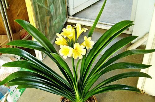  大难|君子兰开花有两大难，十年养花“干货”帮你完美解决