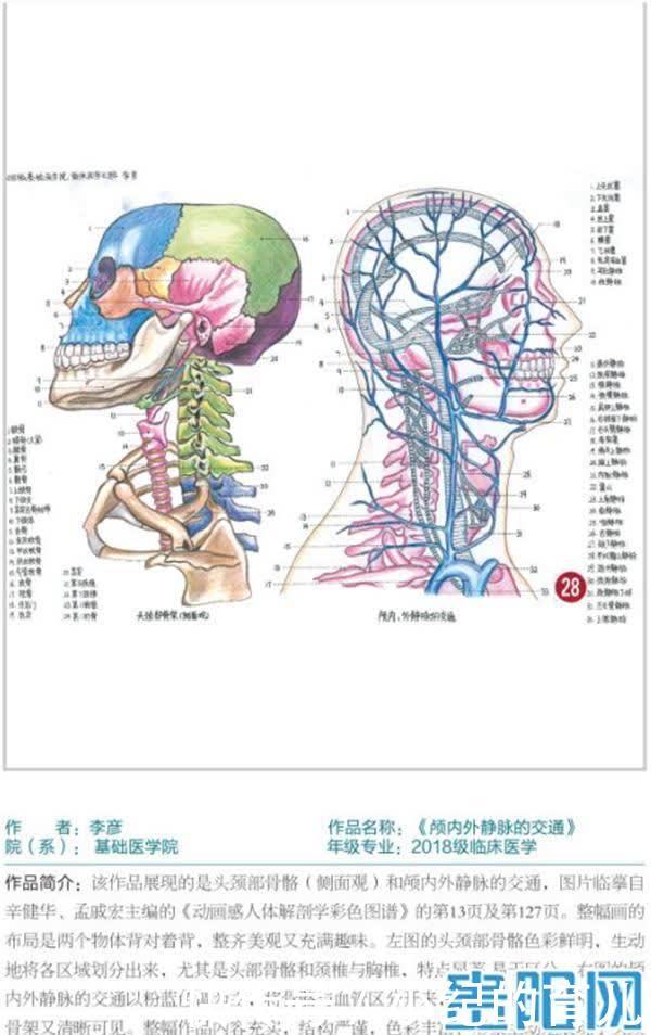 被学医“耽误”的画家！贵州这所学校学生画的人体器官结构图栩栩如生