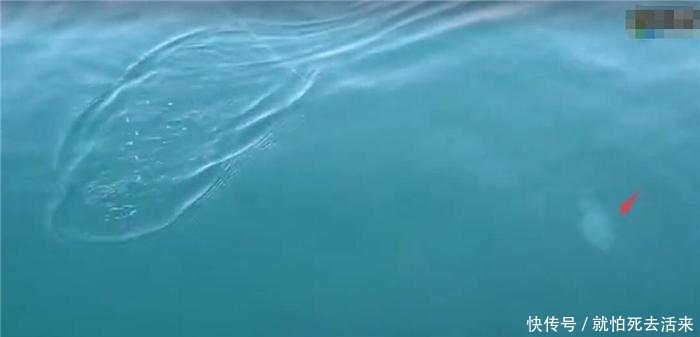 白白的粉条以为钓不到鱼, 扔下水一会儿, 水面有动静了