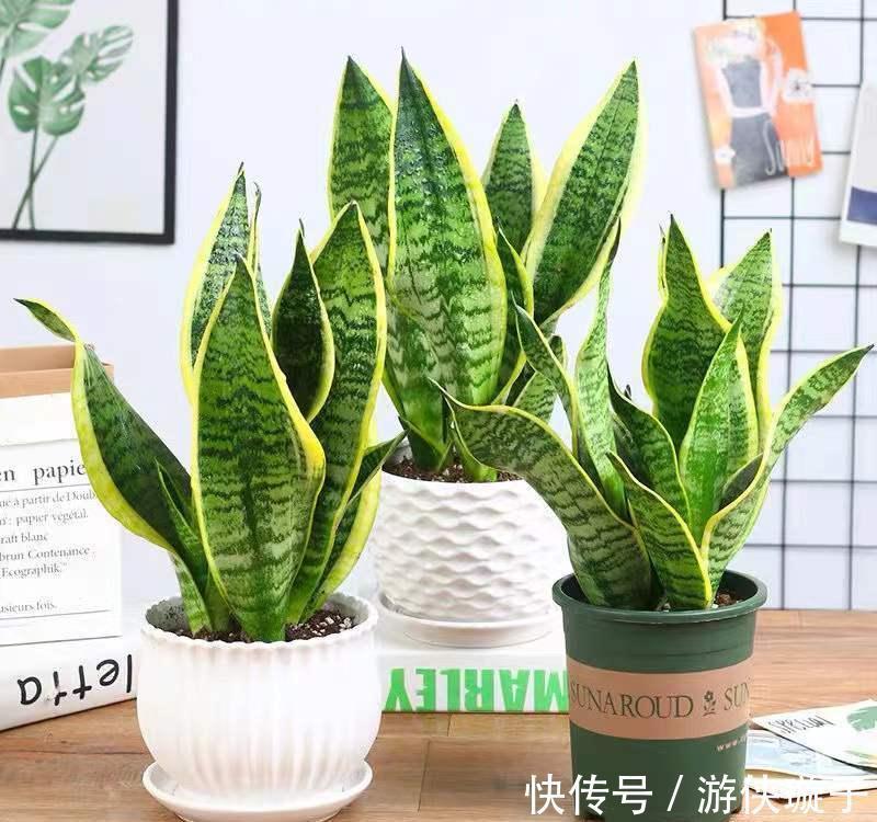 虎年春节就养金边虎尾兰,金虎报春,虎虎生威,养起来还简单