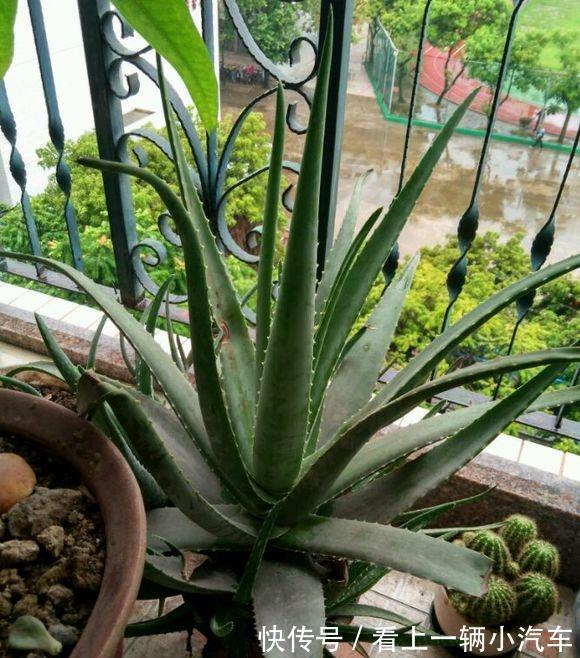 九种皮实花,多晒少管长得好,养成老桩更高档,绿萝没上榜