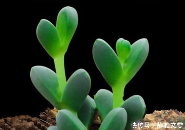 这几种盆栽花卉,谁见了都说是假花,只因为它们太美了