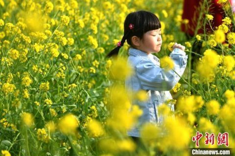 暖心|美！福州古厝油菜花竞相开放