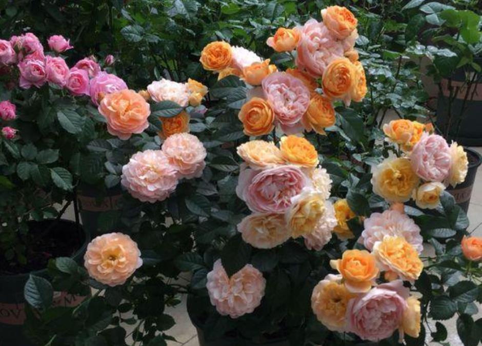 家里养上“4种花”,直接变成小花园,花开满盆,你家有吗?