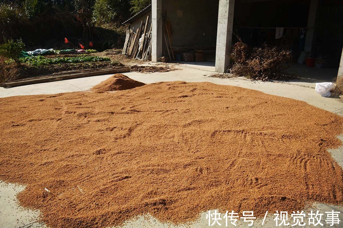 糯稻|80岁大爷住山村,种菜砍柴样样活都干,村民称会“享福”