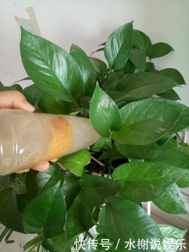 微酸性|绿萝、铜钱草盛夏这么养护,叶子比钱大,肥肥大大爬满屋