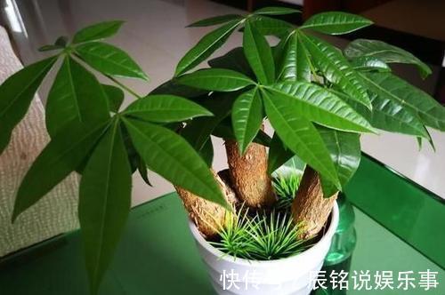 4种漂亮花,趁着“热天”快扦插,不但易生根而且长得快