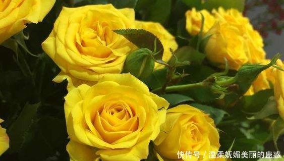 新手养花,不如养盆花中精品“梦幻芭比”,鲜艳明亮,花美色艳