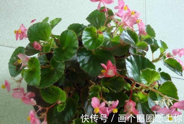 养护|四季海棠烂根还有救吗?教你3种挽救小妙招,让根部“起死回生”