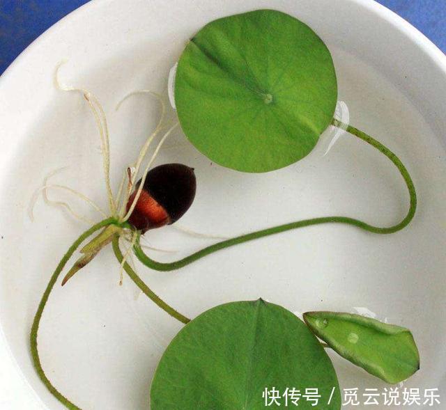 夏天养“3种绿植”,越晒越旺,越浇水越茂盛,叶绿,花多又美