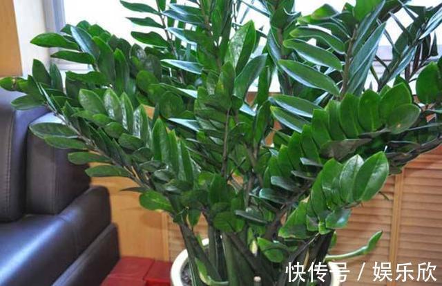 平安树别养了,往客厅养“此种树”,既好看,又招财运,值得养!