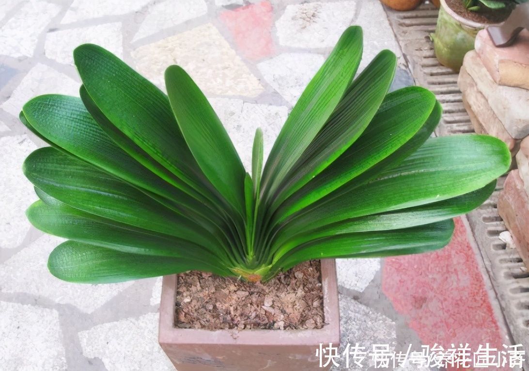 想君子兰叶子长得好，施肥是关键，在它生长季节，要补充这两种肥