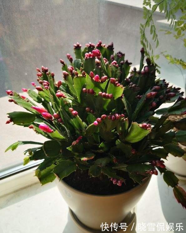 秋天|5种“漂亮花”,个个高颜值,越冷凉,花越艳,现在正是入手时