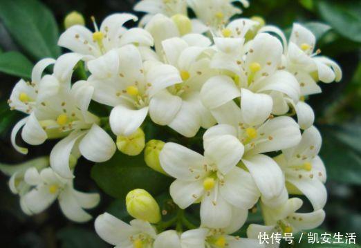 打理|适合养在客厅的植物，好养易打理，新手也能养很好