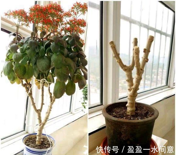 长寿花土里埋点“它”,7天蹭蹭冒白根,轻松度夏,独苗变老桩!