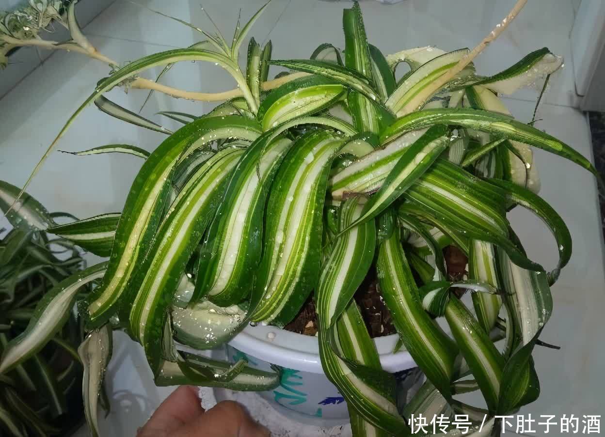 养好吊兰,有3招,叶子又多又大又绿,还有小吊兰