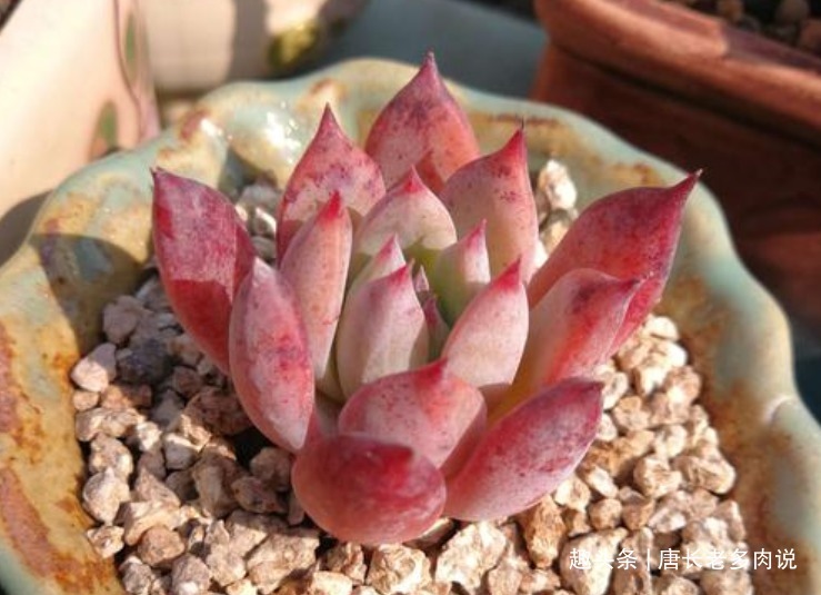 想将多肉养到爆盆，跟环境没有太大的关系，主要跟这些因素有关