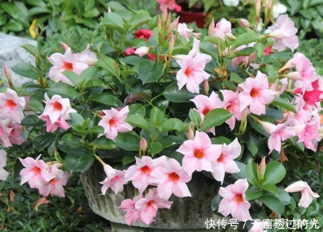 养在院子里的6种爬藤植物，懒人也能养出一片花海！