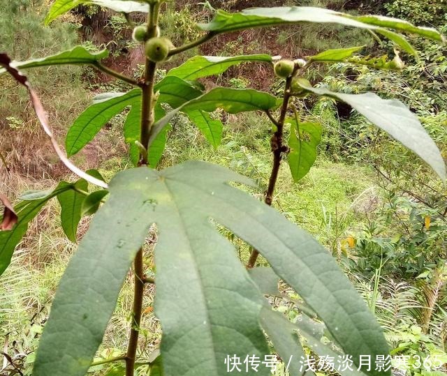 五指毛桃|这植物人称“五爪龙”，看着不起眼，用处却不少，可惜不多见了