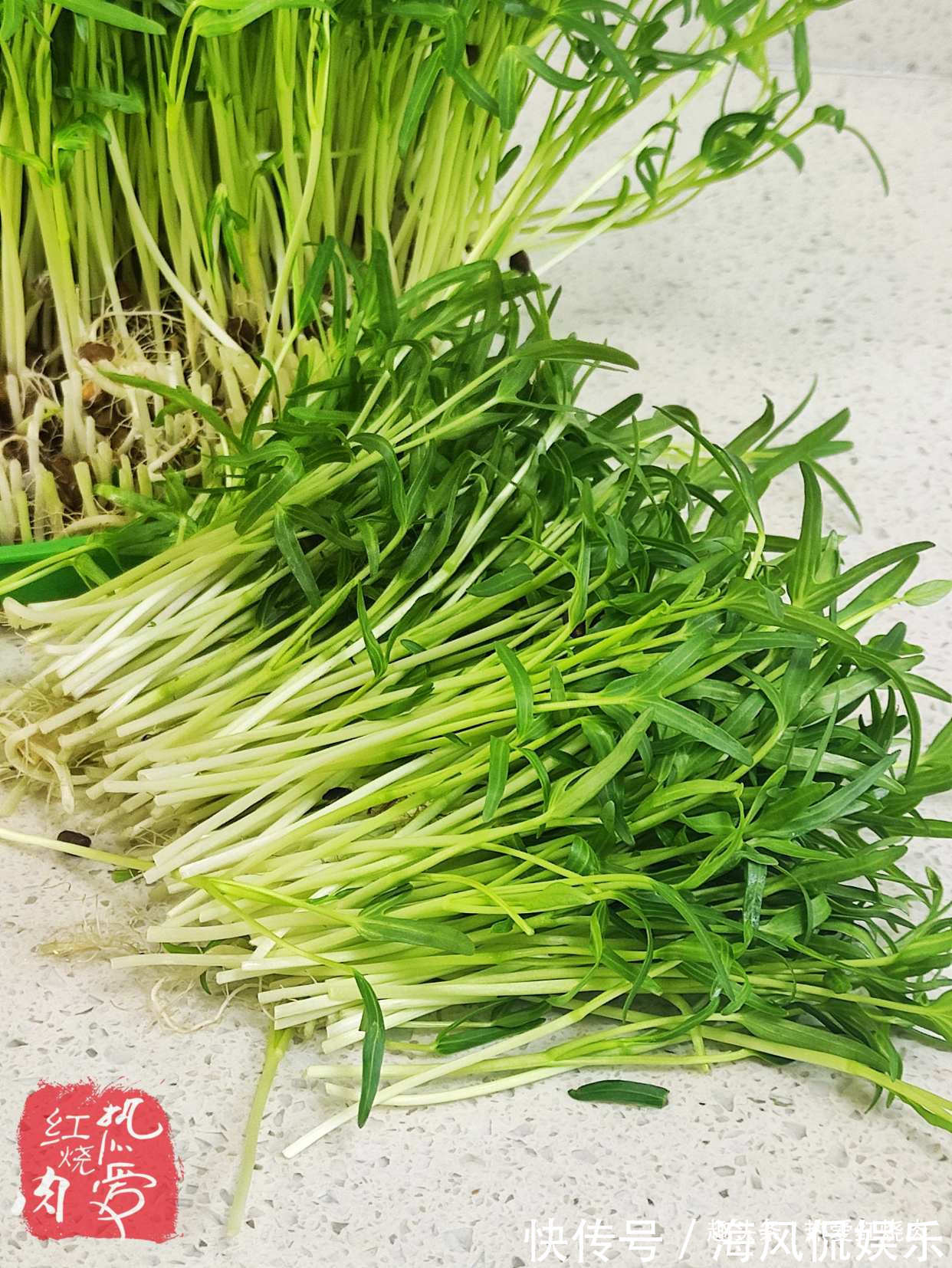 以前空心菜都是买着吃，这回用菜籽自己种的，不用土11天就能吃了